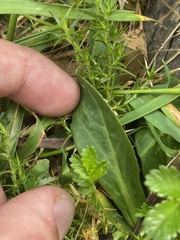 Brachyscome decipiens