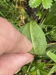 Brachyscome decipiens