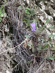 Campanula macrorhiza
