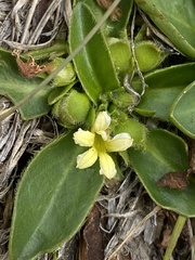 Goodenia montana