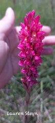 Disa