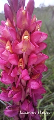 Disa