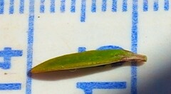 Coprosma pseudocuneata