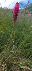 Disa