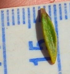 Coprosma pseudocuneata