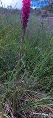 Disa