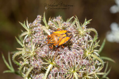 Carpocoris mediterraneus