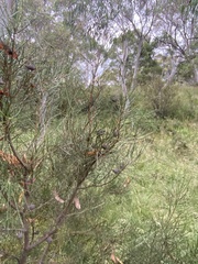 Hakea lissosperma