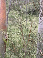 Hakea lissosperma