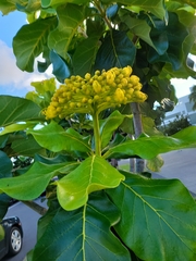 Deplanchea tetraphylla