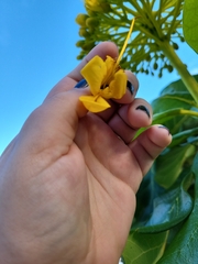 Deplanchea tetraphylla