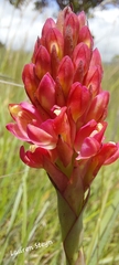 Disa