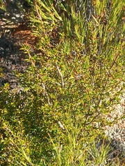 Coprosma pseudocuneata