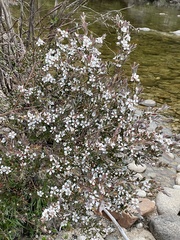 Leptospermum lanigerum