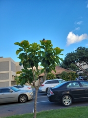 Deplanchea tetraphylla