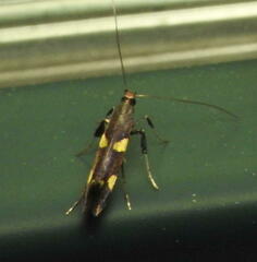 Caloptilia bimaculatella