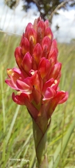 Disa