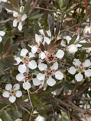 Leptospermum lanigerum