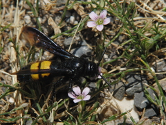 Scolia hirta
