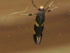 Caloptilia bimaculatella