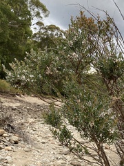 Leptospermum lanigerum