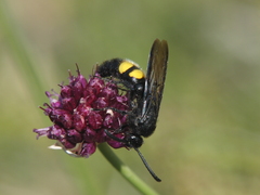 Scolia hirta