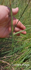 Disa