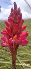 Disa