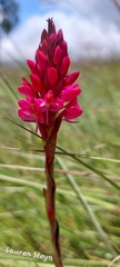 Disa