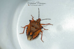 Carpocoris mediterraneus