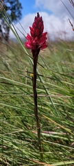 Disa