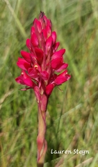 Disa
