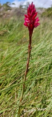 Disa