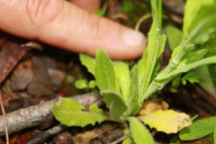 Turritis glabra