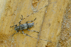 Acanthocinus griseus