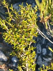 Coprosma pseudocuneata