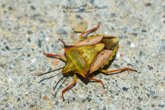 Carpocoris mediterraneus