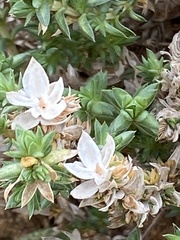 Crucianella maritima