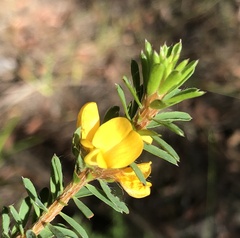 Pultenaea tuberculata
