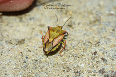 Carpocoris mediterraneus