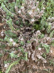 Crucianella maritima