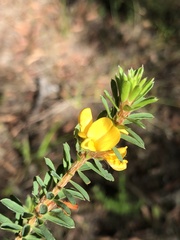 Pultenaea tuberculata