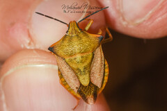 Carpocoris mediterraneus