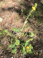 Pultenaea tuberculata