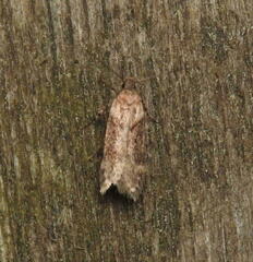 Chionodes mediofuscella