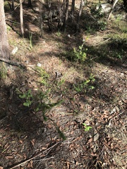 Pultenaea tuberculata