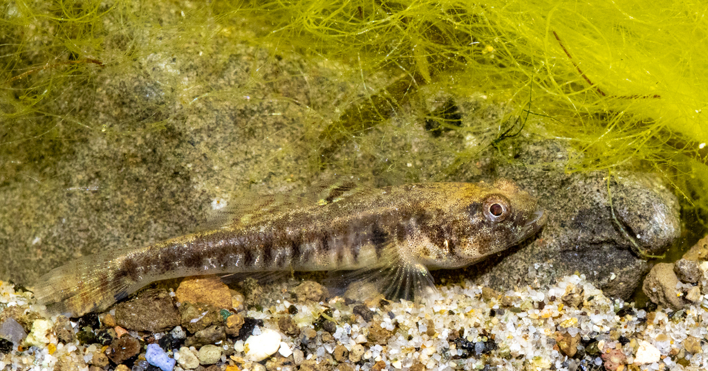Adriatic Dwarf Goby