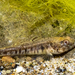 Adriatic Dwarf Goby - Photo (c) davide bellucci, some rights reserved (CC BY-NC), uploaded by davide bellucci