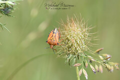 Carpocoris mediterraneus