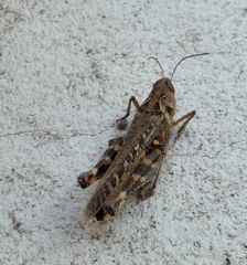 Rhammatocerus pictus